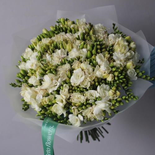 White Freesia -  99 фрезий