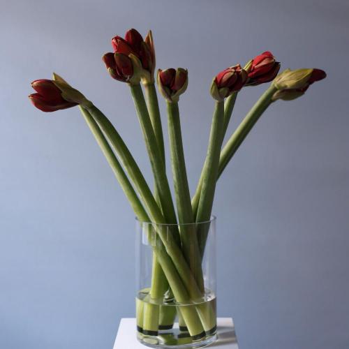 Amaryllis in a vase -  9 амариллисов  