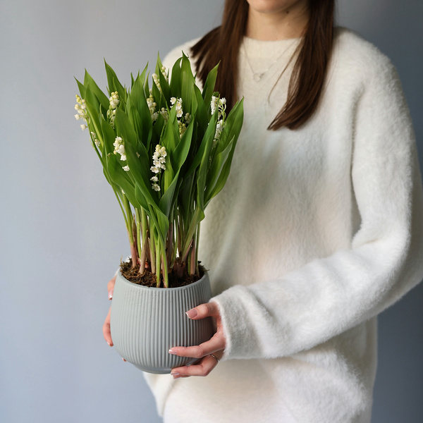 Lily of the Valley in a ceramic pot -  25 ландышей