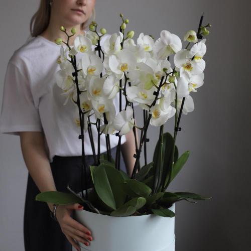 Orchid  in a hat box - Размер L 