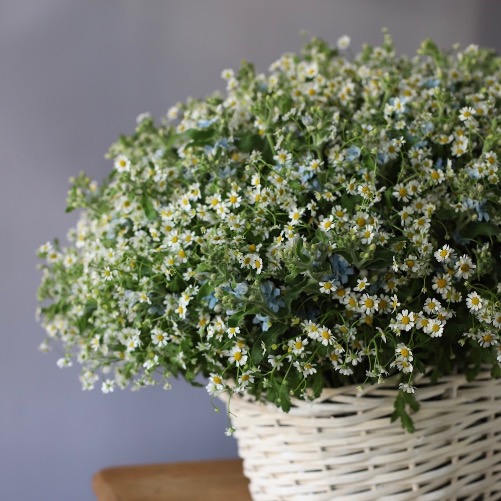Daisies and oxypetalum in a basket -  Размер 2XL 