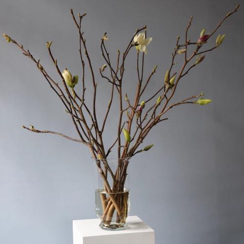 Magnolia -  Размер S в вазе 