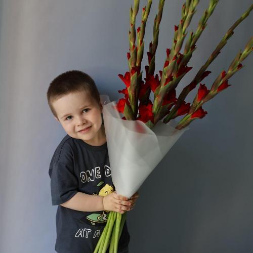 Red Gladiolus - 9 гладиолусов 