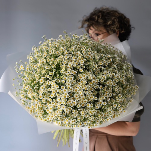 Chamomile -  49 ромашек 