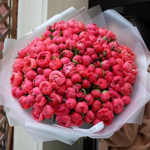 Coral Peony -  101 пионов