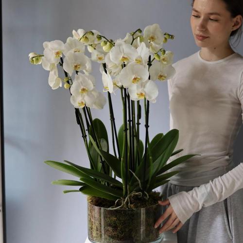 Orchid arrangement in a vase