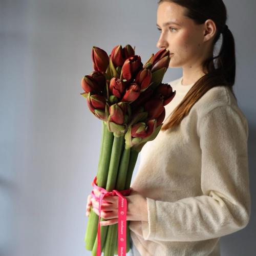 Red Amaryllis -  15 амариллисов 