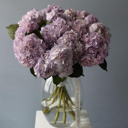Colombian Hydrangeas in a vase - 15 гортензий 