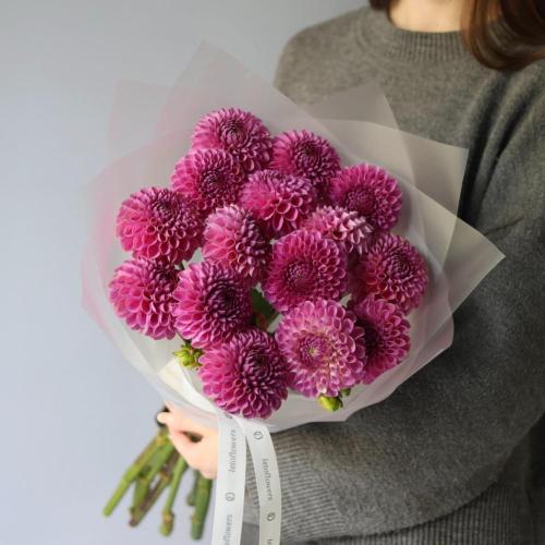 Pink Dahlia -  15 георгин 