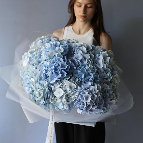 Skyblue Hydrangea -  15 гортензий