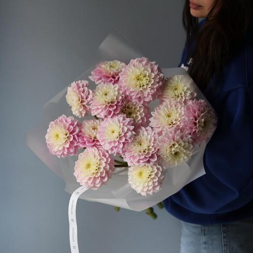 Light pink Dahlia -  15 георгин 