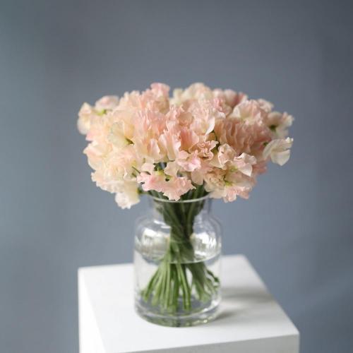 Sweet Pea in a vase - 49 горошков (ваза может отличаться)