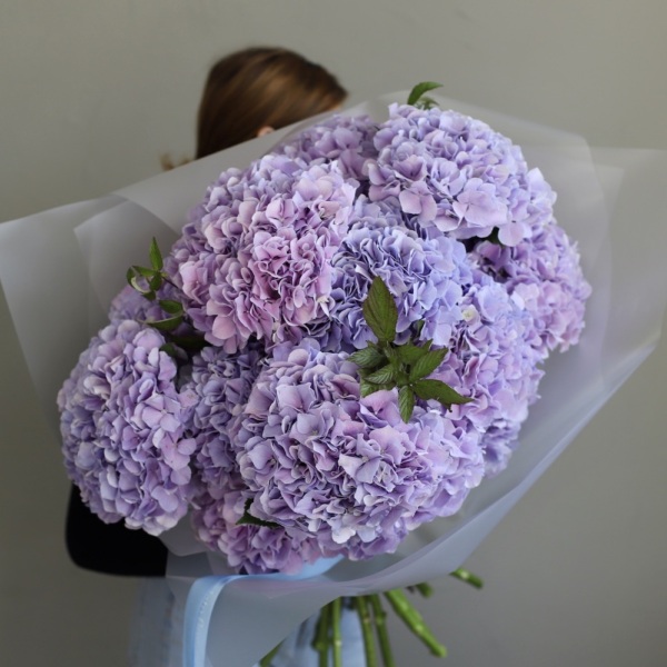 Lavender Hydrangea - 15 гортензий