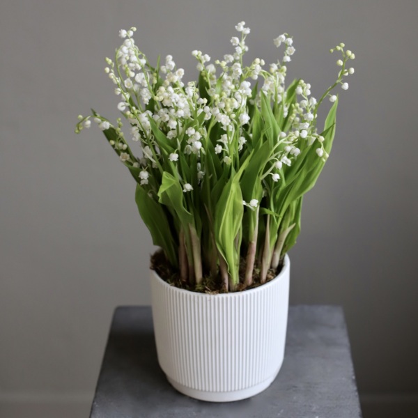 Lily of the Valley in a ceramic pot - 49 ландышей