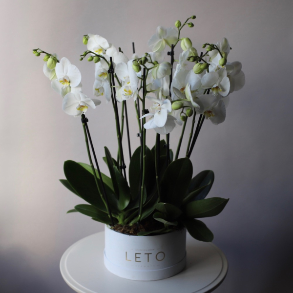 Orchid  in a hat box - Размер L 