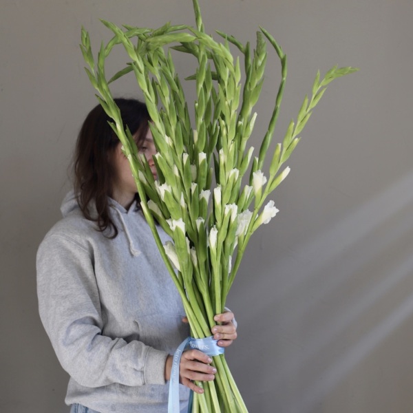 White Gladiolus - 19 гладиолусов