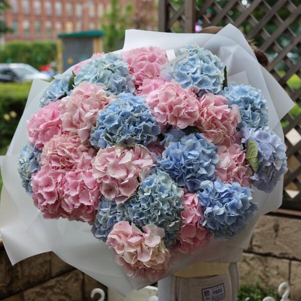 Mixed color Hydrangeas - 29 гортензий