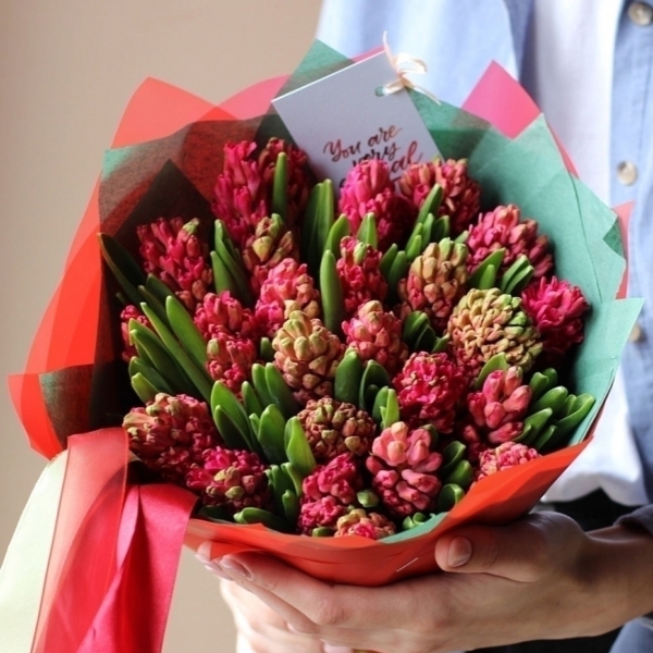 Red Hyacinthus - 25 гиацинтов