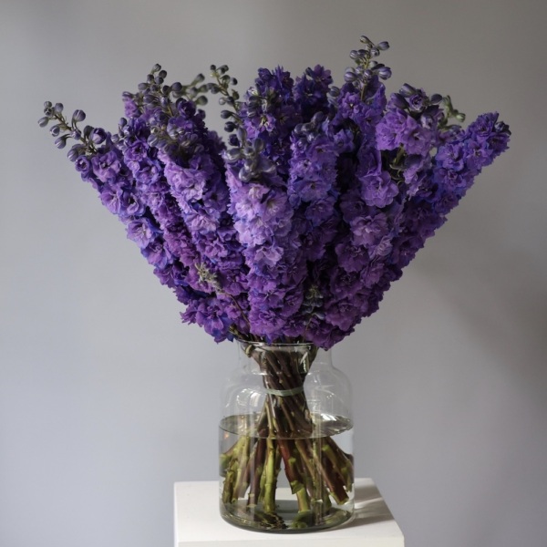 Delphinium in a vase - 19 дельфиниумов