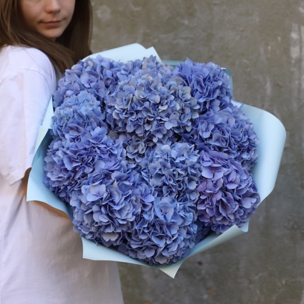 Blue Hydrangea - 15 гортензий