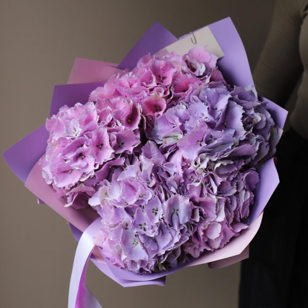 Lavender Hydrangea - 5 гортензий