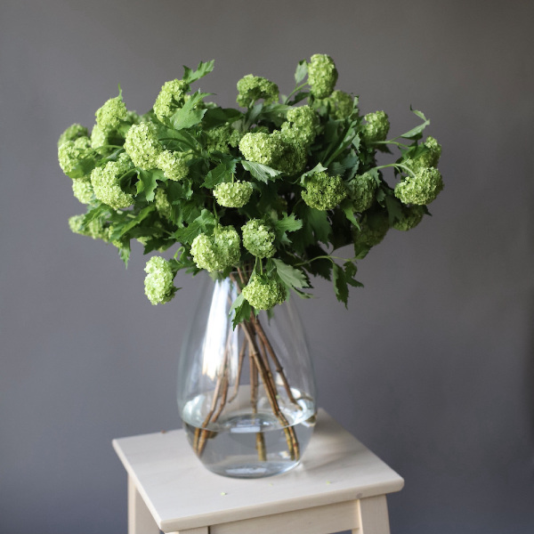 Viburnum in a vase - 9 вибурнума 