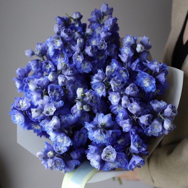 Blue Delphinium - 25 дельфиниумов
