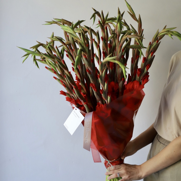 Red Gladiolus - 29 гладиолусов