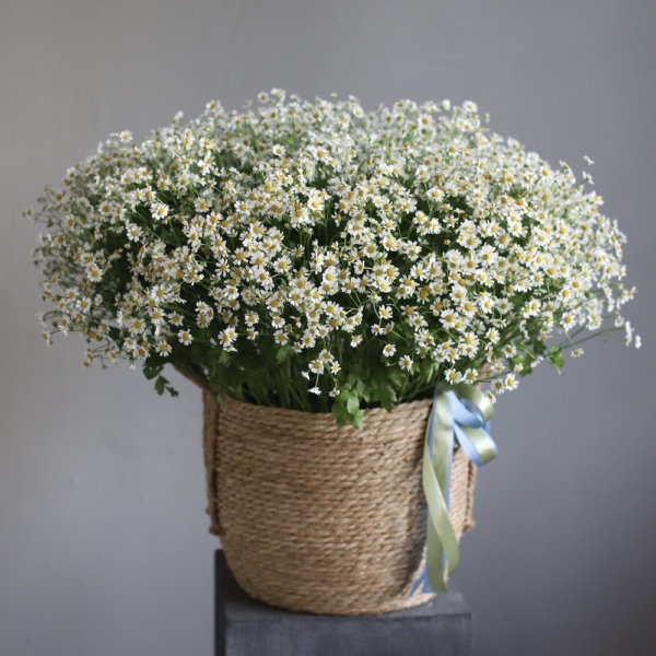 Basket of Spray Chamomile - Размер L