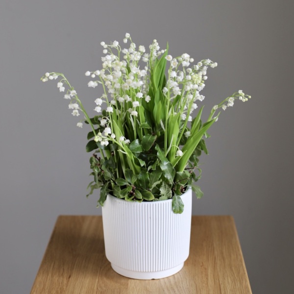 Lily of the Valley in a ceramic pot -  25 ландышей 