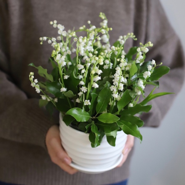 Lily of the Valley in a ceramic pot - 25 ландышей