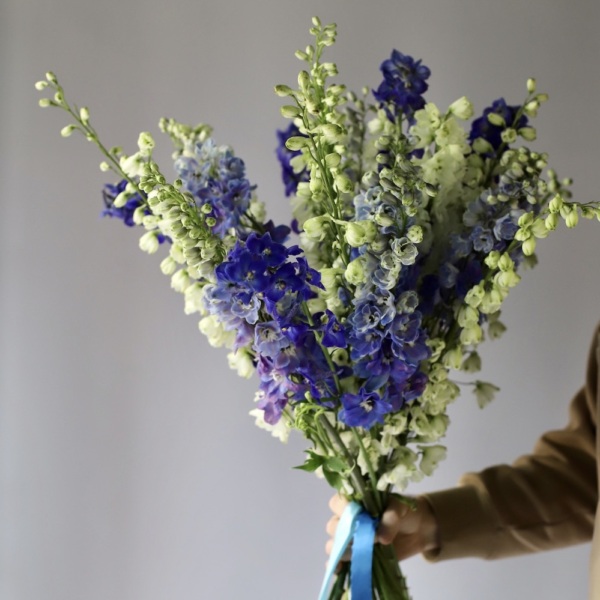 Mixed color Delphinium -  75 дельфиниумов 