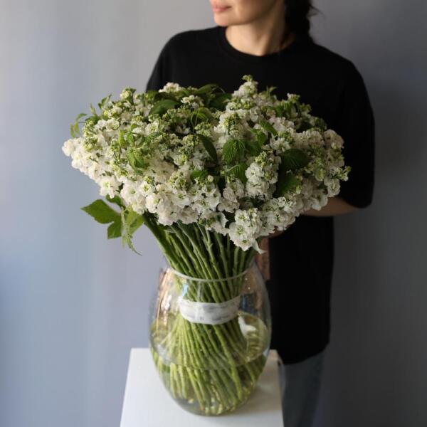 Stock in a vase - 99 маттиол
