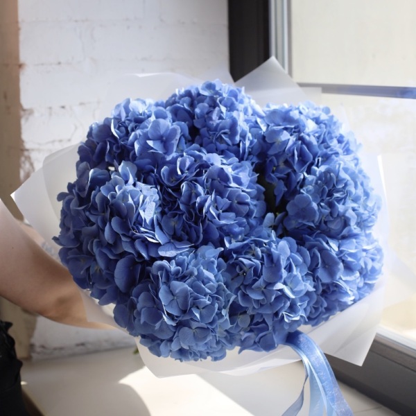Blue Hydrangea - 9 гортензий