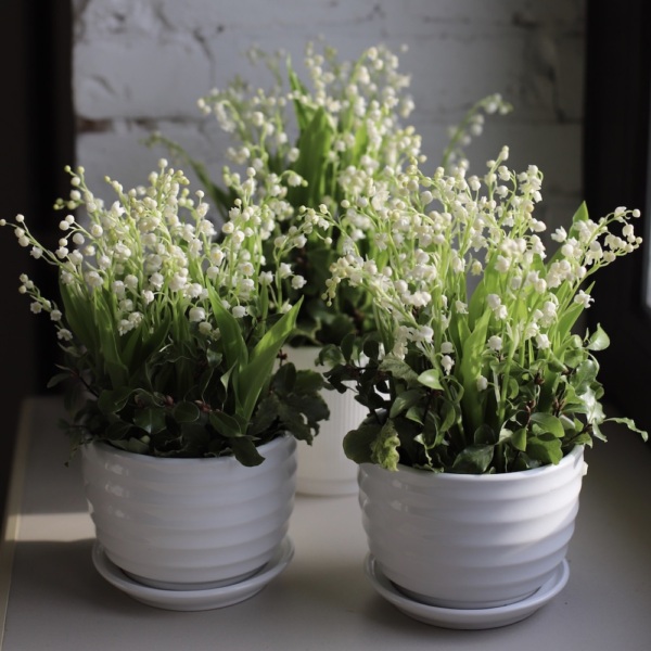 Lily of the Valley in a ceramic pot - кашпо по 25 ландышей