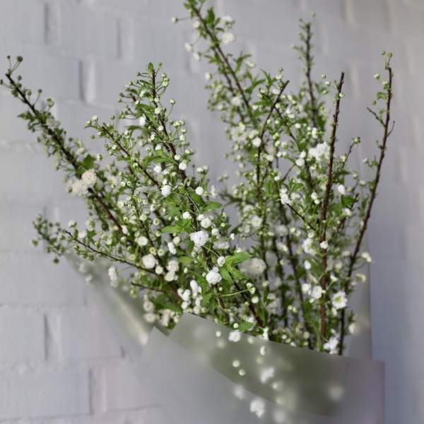 Prunus -  15 веток прунуса