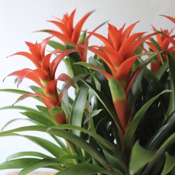 Guzmania