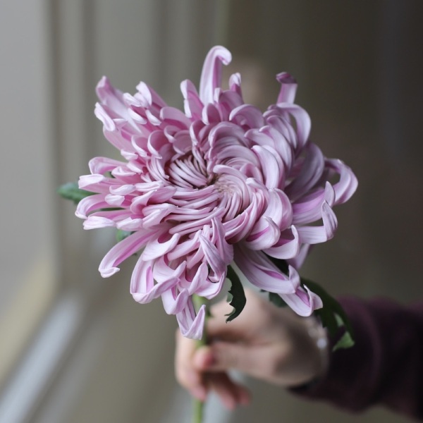 Curly lilac Chrysanthemum