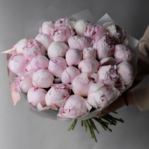 Pink Peony - 29 пионов