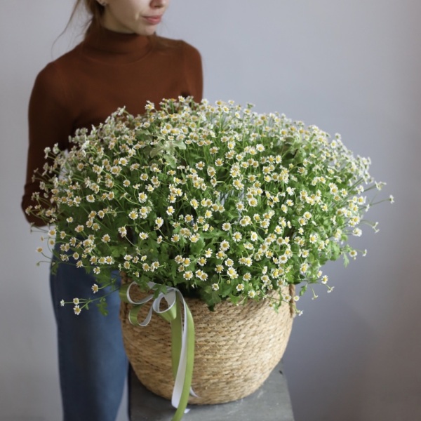 Basket of Spray Chamomile -  Размер L 