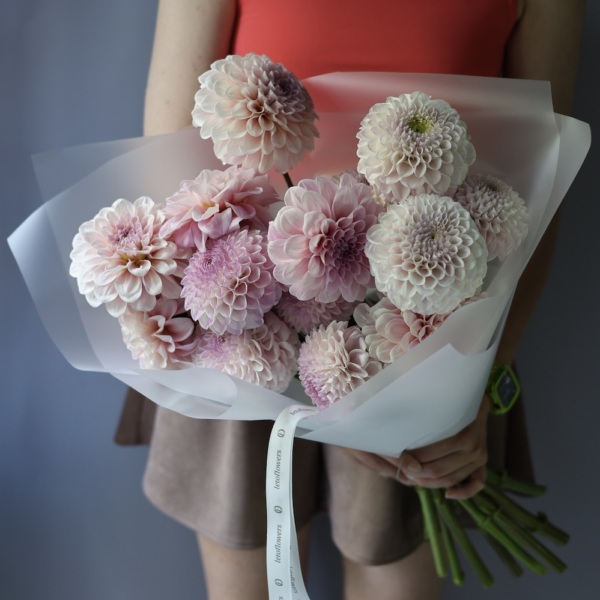 Light pink Dahlia - 15 георгин с зеленью 