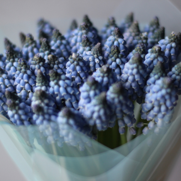 Blue Muscari - 49 мускари