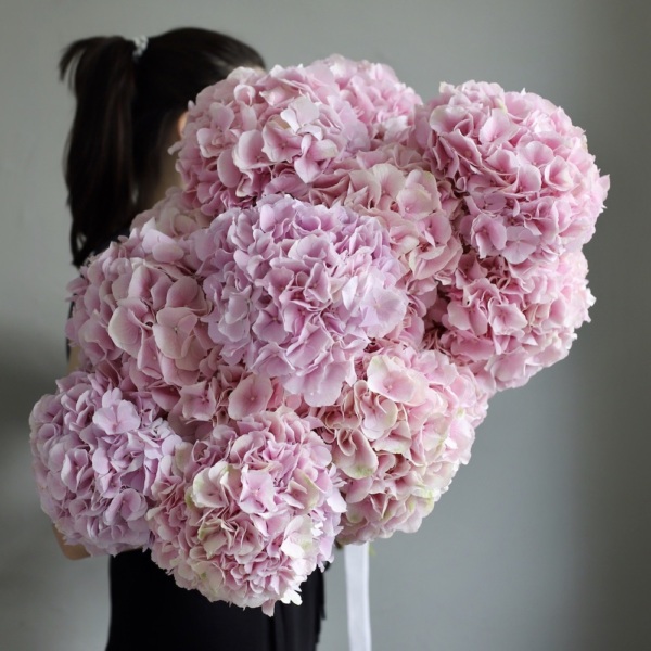 Pink Hydrangea - 15 гортезий