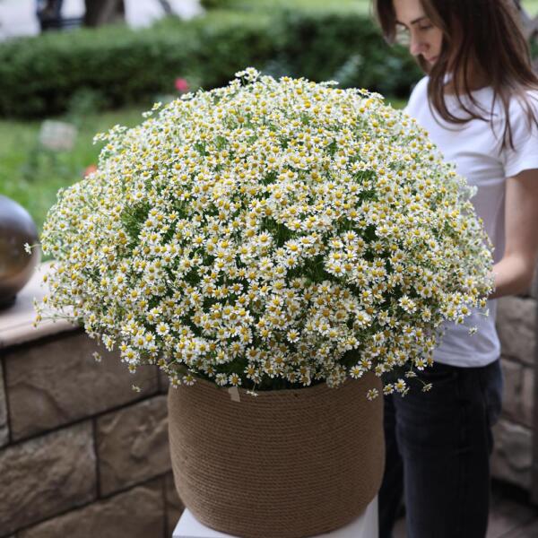 Basket of Spray Daisies - Размер XL
