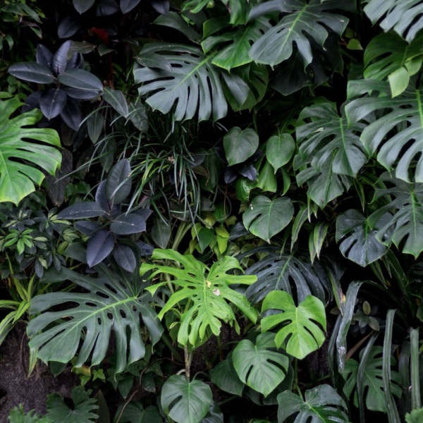 Vertical garden