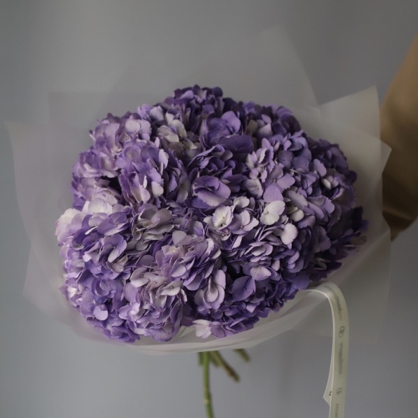 Colombian Hydrangeas - 5 гортензий