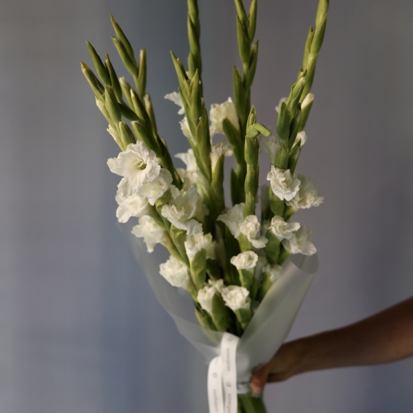 White Gladiolus - 9 гладиолусов