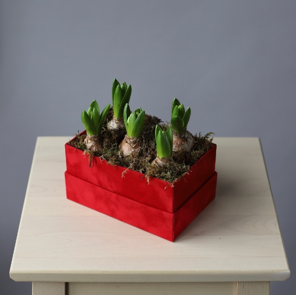 Hyacinthus in a red cube - Размер S 