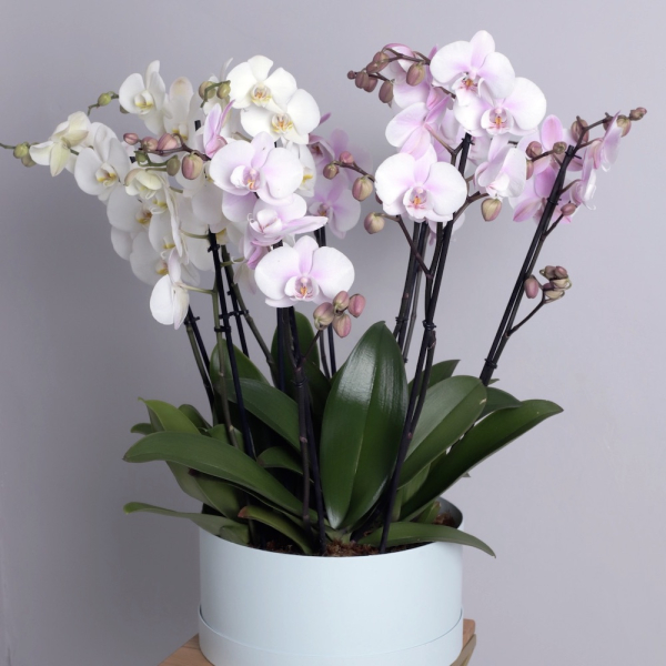 Orchid  in a hat box - Размер L