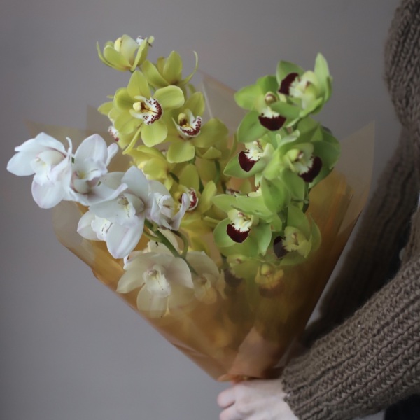 Cymbidium mini Orchid  - 3 цимбидиума